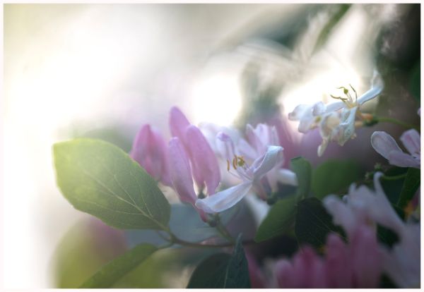 Lonicera caprifolium