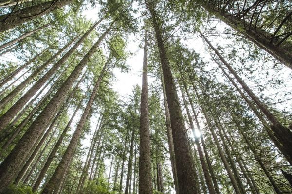Looking up at trees