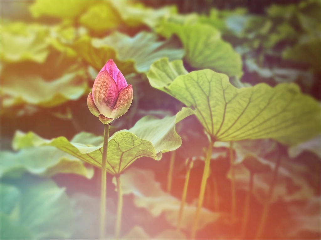 Lotus flower bud, nature plant