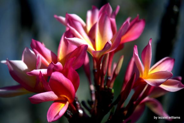 Love and Light by iezalel williams - IMG_4579-006 - Canon EOS 700D
