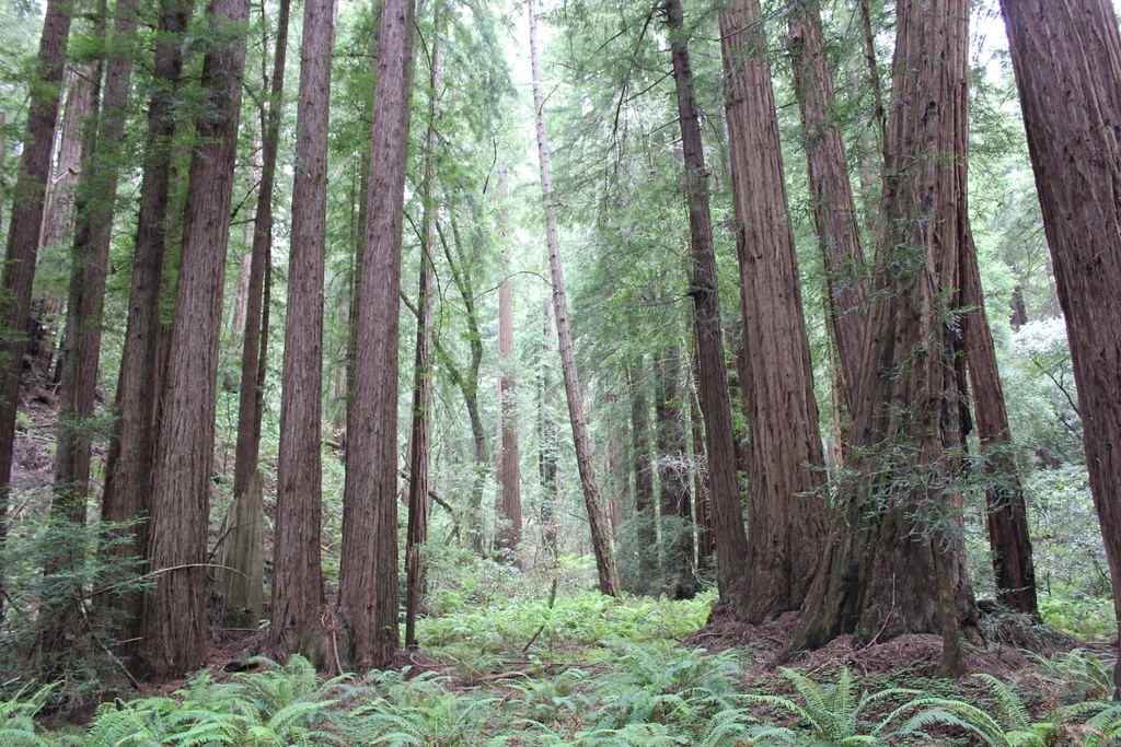 Lush Forest Trees