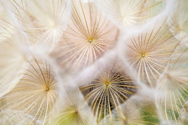 Macro of Flowers