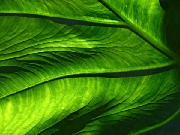 Macro of Iridescent Green Leaf