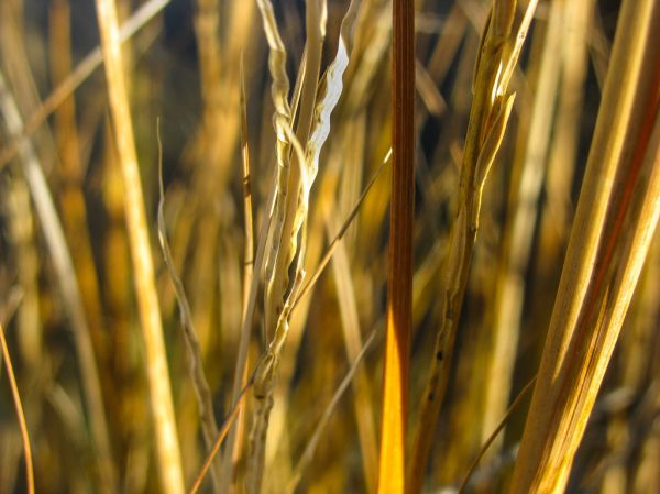 Macro of Yellow Grass Stalks