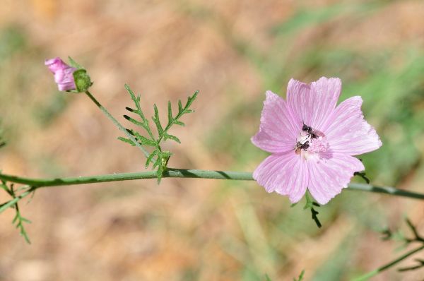 Malva Sylvestris