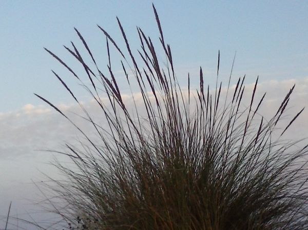 Mare