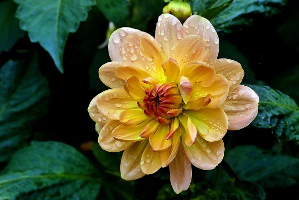 ‘Margaret Haggo’ (Dahlia)