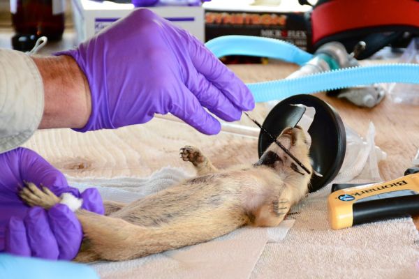 Marked Prairie Dog