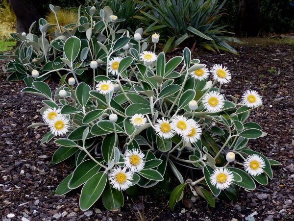 Marlborough rock daisy.