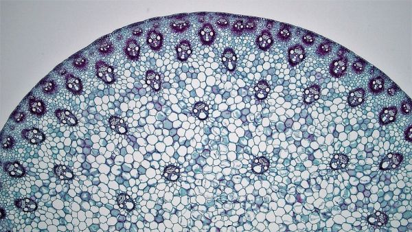 Monocot Stem: Zea