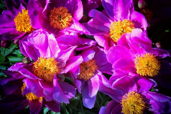 Monster Sized Flowers