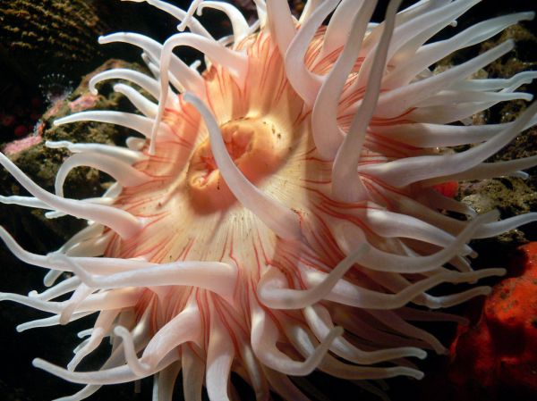 Monterey Aquarium. anemones