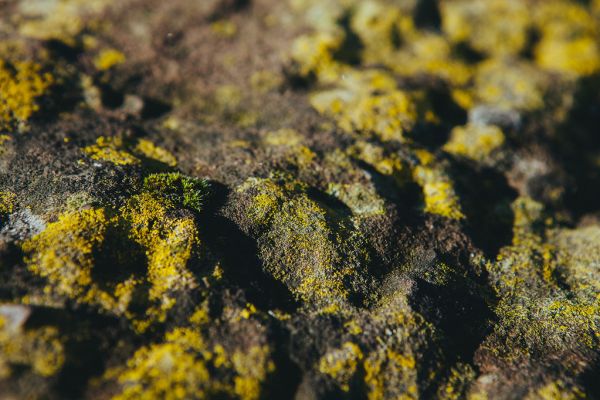 Moss Background Texture
