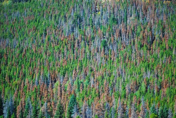 Mountain Pine Beetle Damage