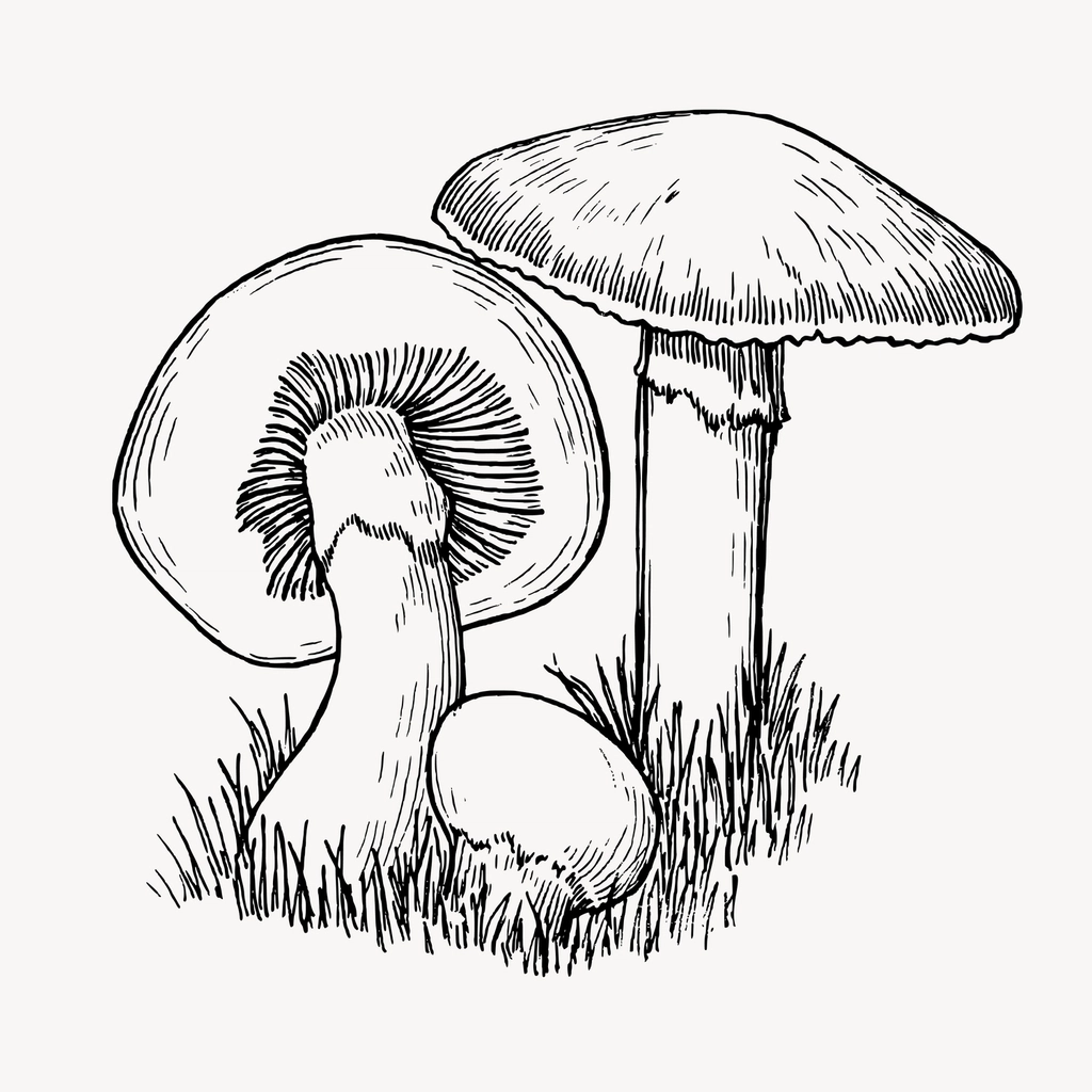 Mushrooms clipart, vintage hand drawn