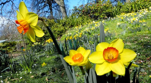Narcissus. daffodil.