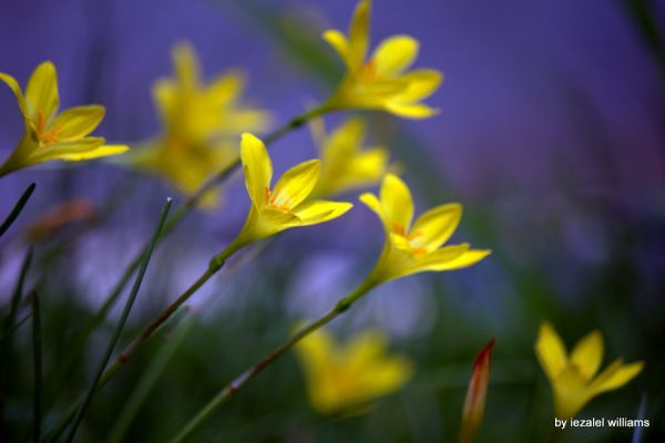 Narcissus - The Truth is OUT with NO FEAR IMG_1934-001