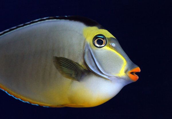 Naso Tang or Lipstick Tang.