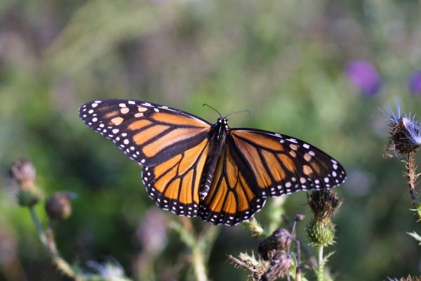 National Pollinator Week