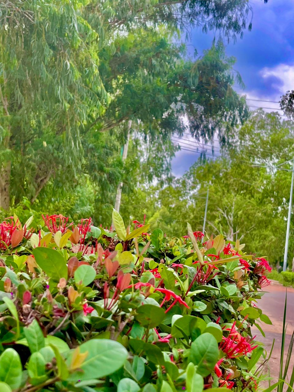 NATURE FLOWER