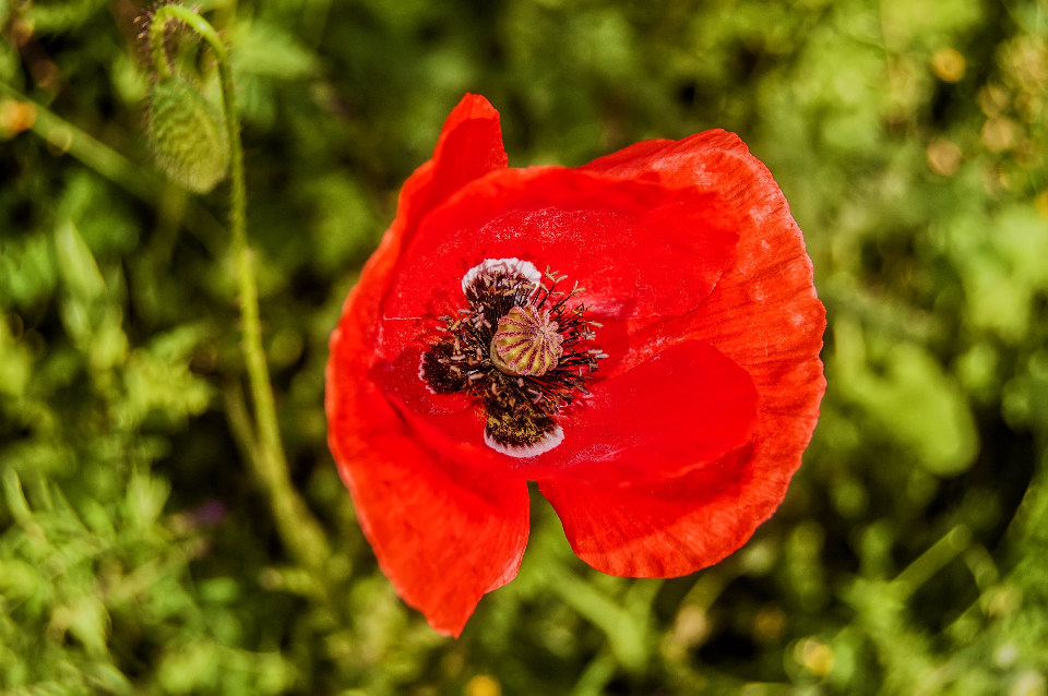 Nature Flower