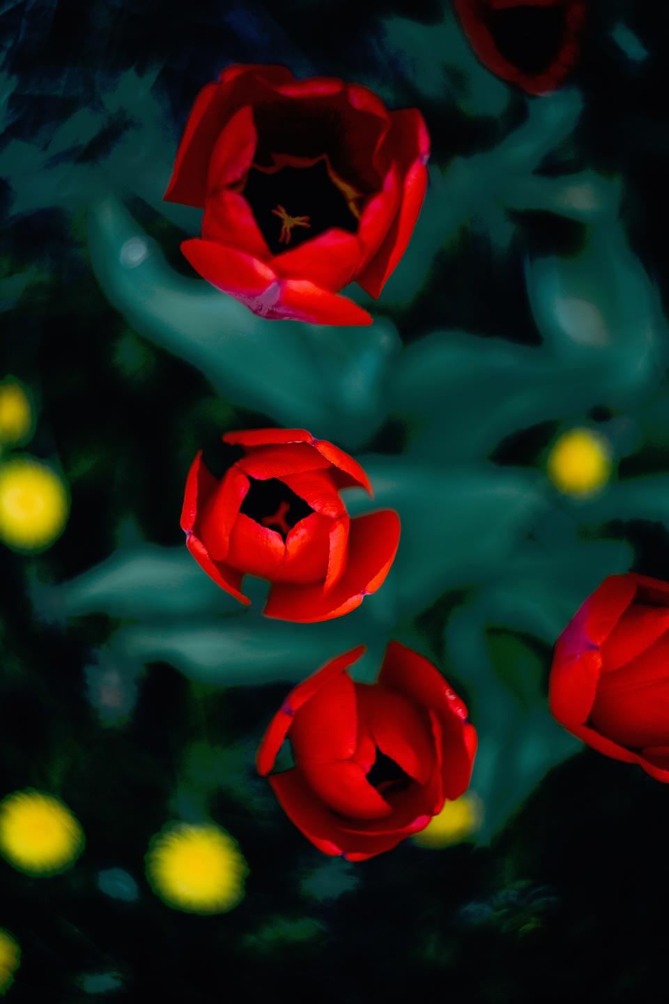 Nature Flower