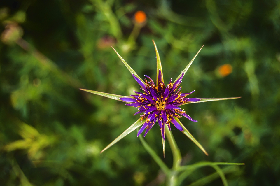 Nature Flower