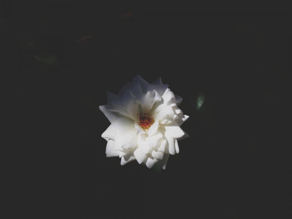 Nature Flower