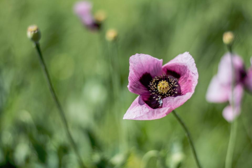 Nature Flowers