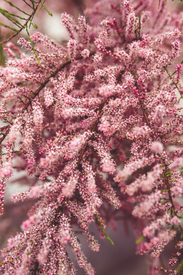 nature-flowers-garden-tree