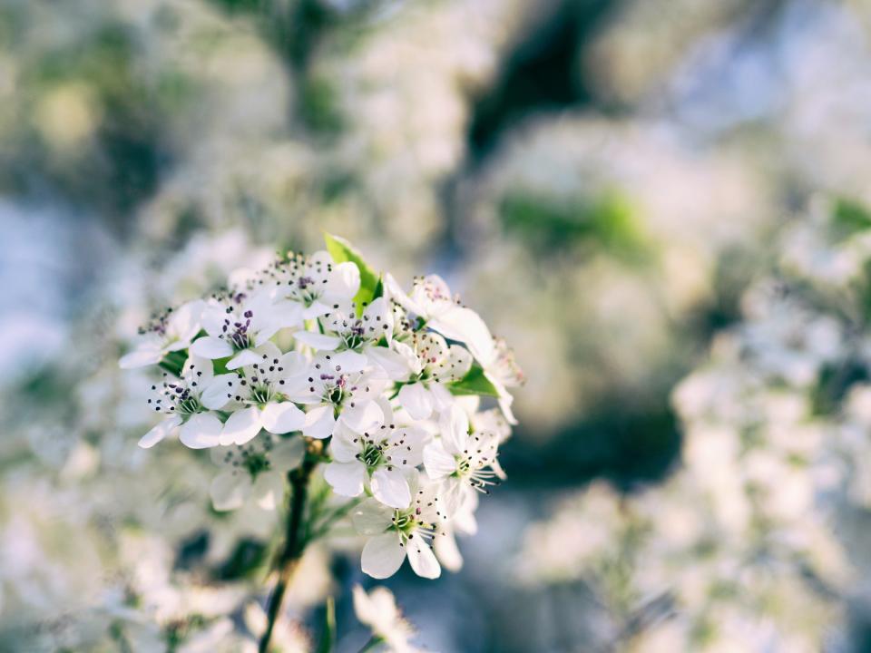 Nature Flowers