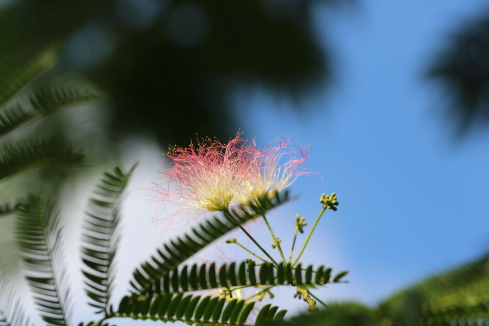 Nature Flowers