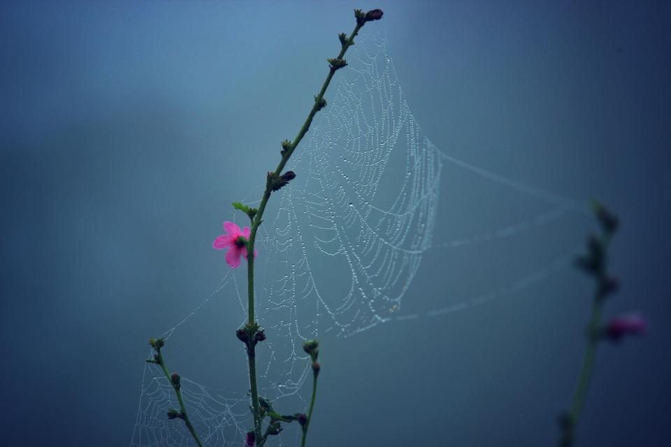 Nature Flowers