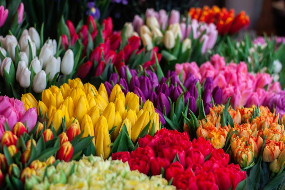 Nature Flowers