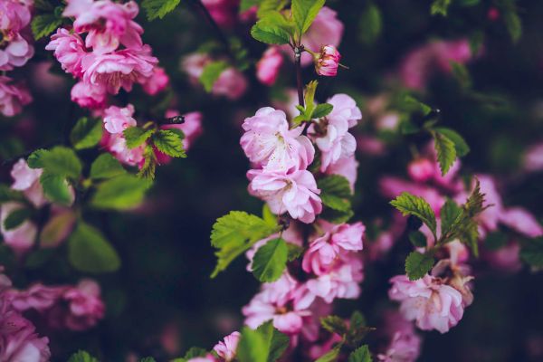 nature-flowers-vintage-plant