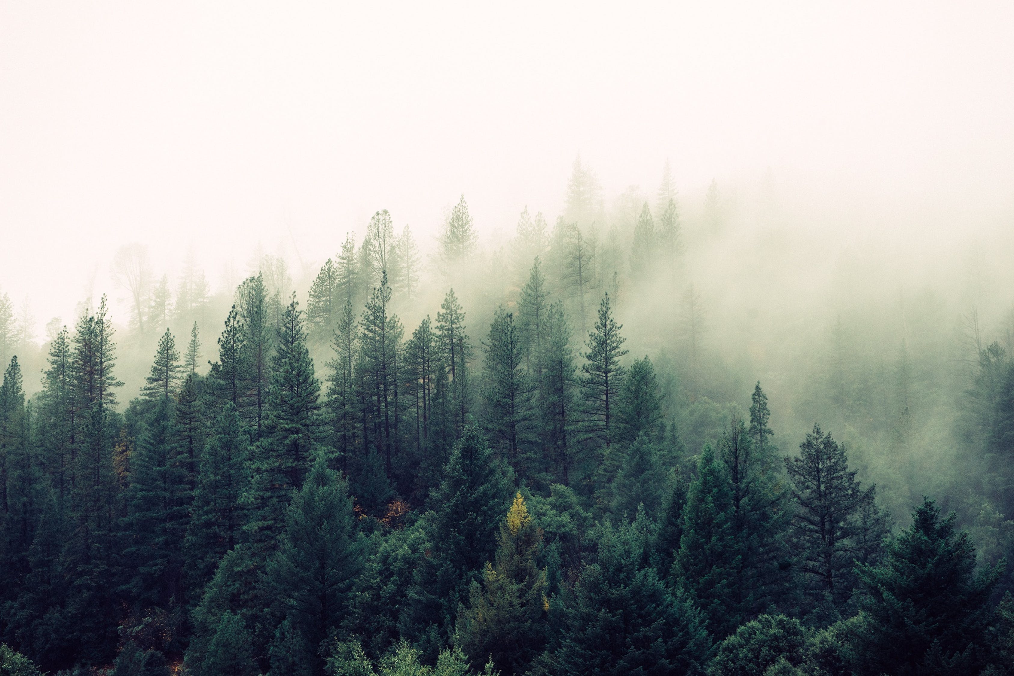Nature-forest-trees-fog