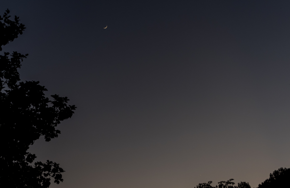 Night Tree