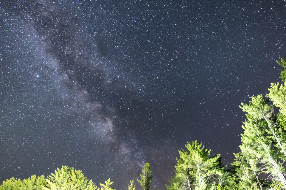 Night Tree