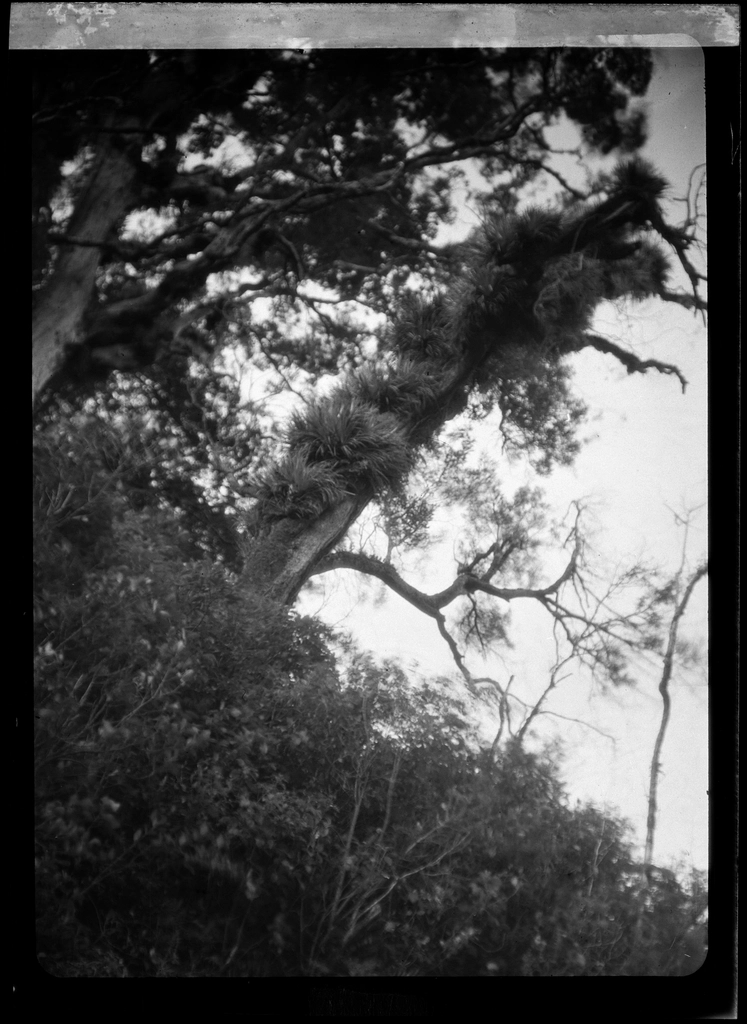 North Island landscape scenery J