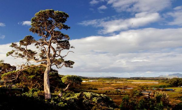 Northland Landscape.