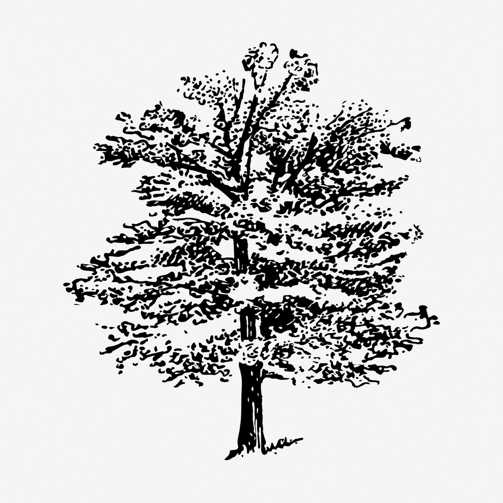 Oak tree hand drawn illustration
