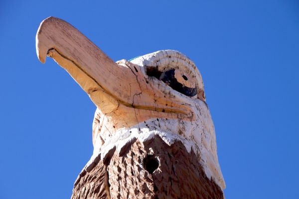 Ole Cracked Beak