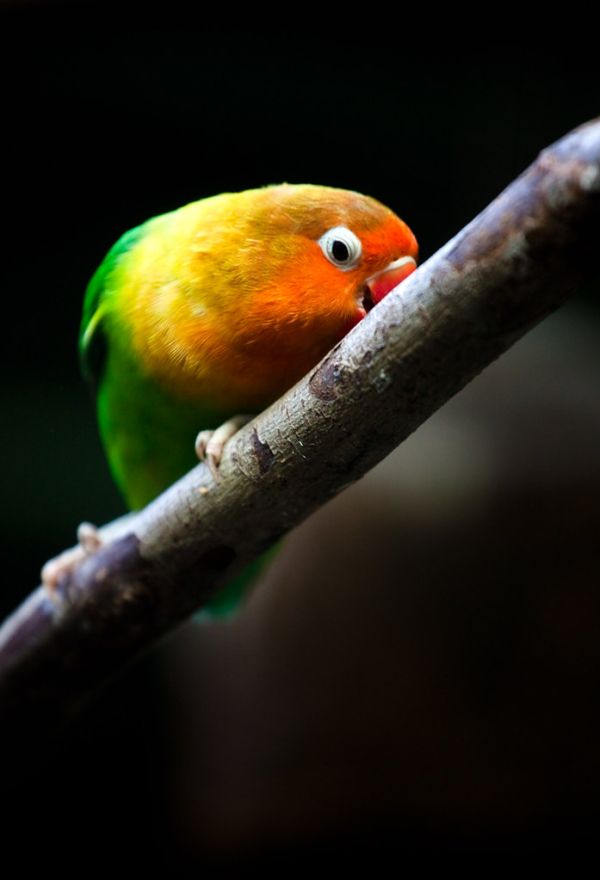 On a branch