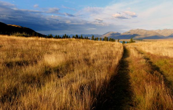 Open Country. NZ
