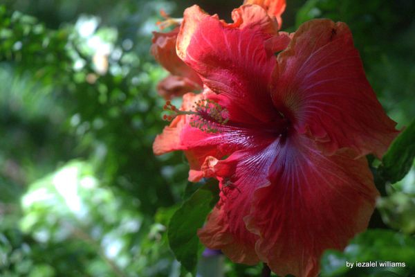 Orange Hibiscus in Green background IMG_2385-001