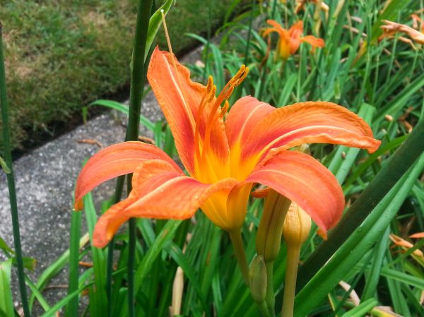 Orange Lily Flower
