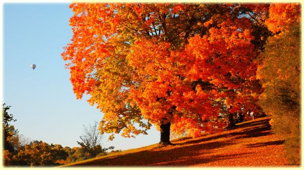 Orange trees autumn forest