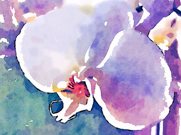 Orchid in watercolor