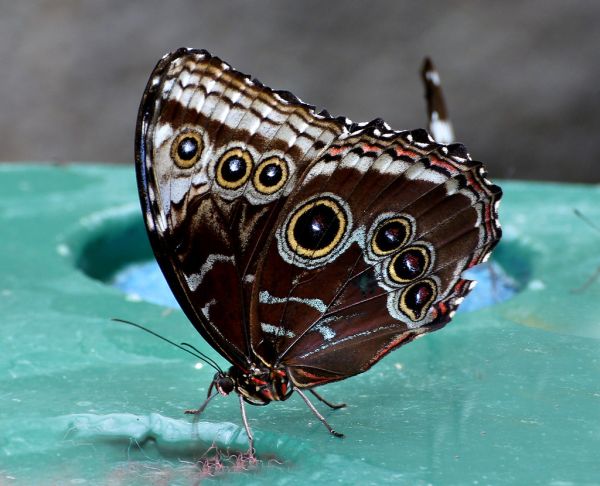 Owl butterfly. (Caligo memnon)