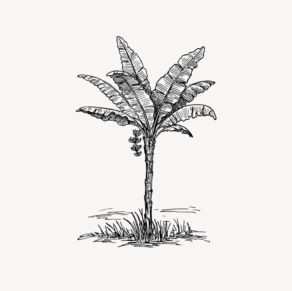 Palm tree clipart, drawing illustration